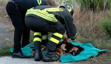 Donna in coma a Livorno, il suo cane morto nell'incidente