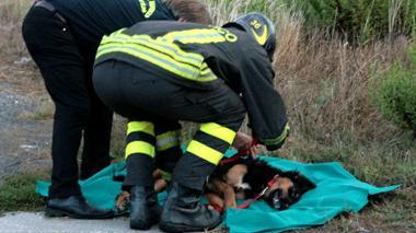 Donna in coma a Livorno, il suo cane morto nell'incidente
