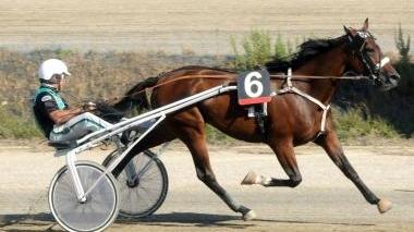 <b>INDY KRONOS.</b> L’arrivo del cavallo all’ippodromo dei Pini