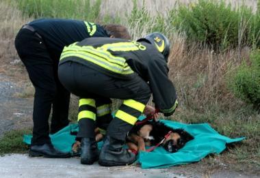 I soccorsi al cane ferito nello scontro: la povera bestiola morir&agrave; poco dopo       