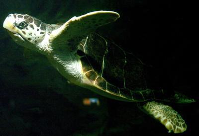 Caretta Caretta muore impigliata nelle reti