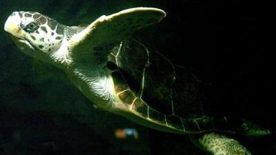 Caretta Caretta muore impigliata nelle reti