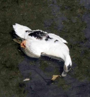 Una delle anatre trovate morte nel Brugiano 