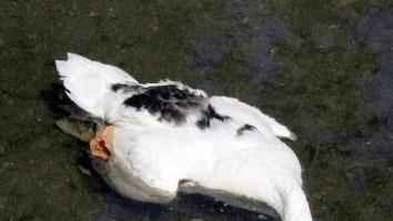 Una delle anatre trovate morte nel Brugiano