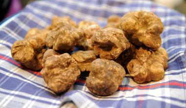 A Forcoli mostra mercato del tartufo bianco delle colline sanminiatesi