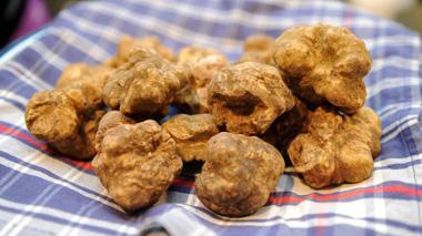 A Forcoli mostra mercato del tartufo bianco delle colline sanminiatesi