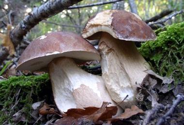 Funghi porcini: la stagione &egrave; iniziata 