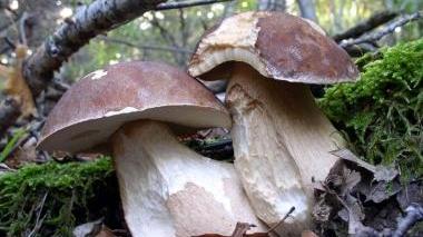 Funghi porcini: la stagione è iniziata