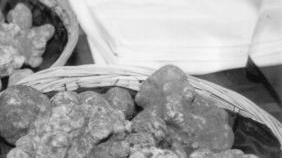 Re tartufo a Forcoli