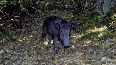 Cacciatore di 73 anni morso da un cinghiale