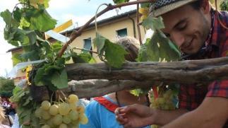 Festa dell’uva a Pozzale