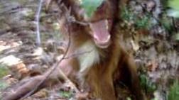 Il cane prigioniero della tagliola