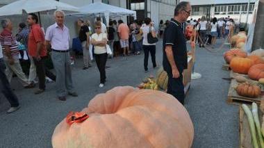 In primo piano una mega zucca A lato, alcune cucurbitacee in esposizione per il concorso