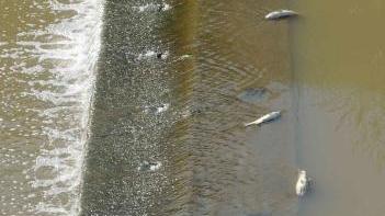 Morìa di pesci nel torrente Ombrone e in alcuni suoi affluenti