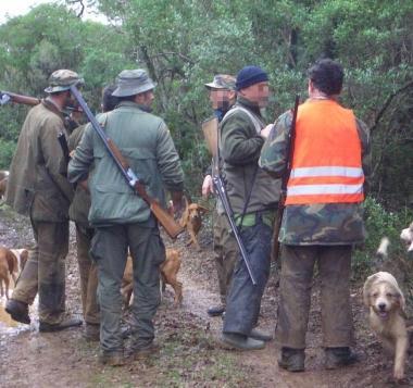 A sinistra due esemplari di cinghiale, sopra un gruppo di cacciatori durante una battuta   