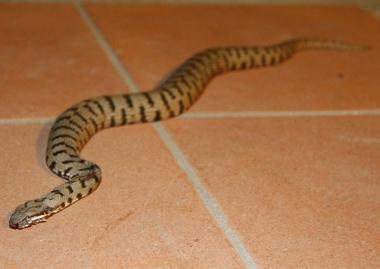 Una vipera     