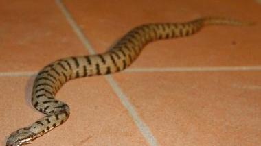 Una vipera