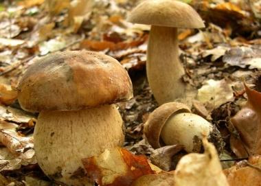 Corso per micologi 