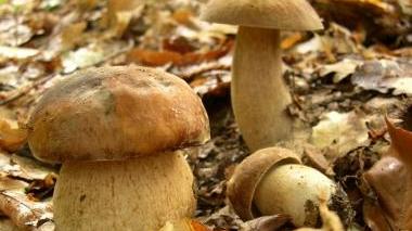 Corso per micologi