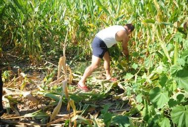 Un terreno agricolo devastato dal passaggio dei cinghiali 
