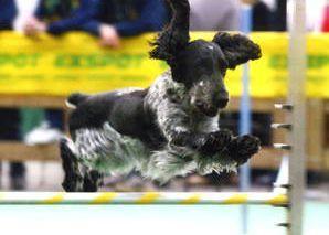 Una prova di agility dog 