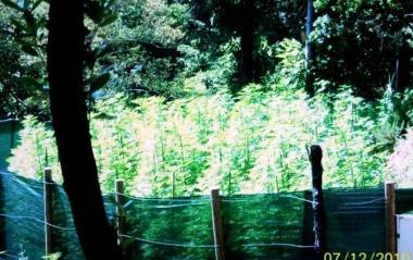 La piantagione di cannabis trovata nei boschi di Follo e in basso la retata dei carabinieri        