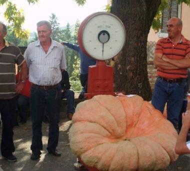 <b>RECORD.</b> La zucca pi&ugrave; grossa della provincia pesa 250 chili 