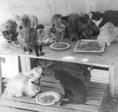 Weekend dedicato a cani e gatti randagi