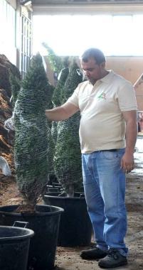 La preparazione dei vasi nei vivai Bruschi