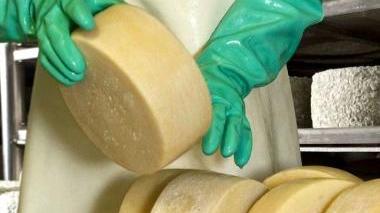 <b>CASEIFICIO.</b> Un addetto di Stribugliano al lavoro