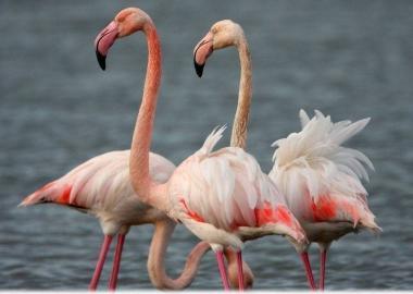 <b>AIRONI </b>nelle Oasi del Wwf 