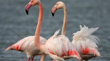 <b>AIRONI </b>nelle Oasi del Wwf