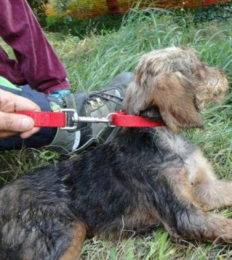 Il cane salvato dalle guardie dellAnpana 