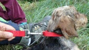 Il cane salvato dalle guardie dell’Anpana