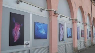 <b>LE VISITE.</b> All’acquario