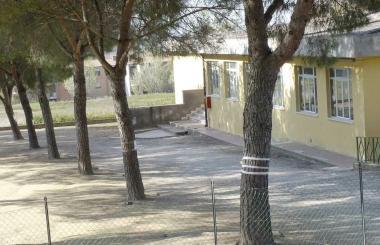 Elena Fantoni e i pini a fianco della scuola elementare di Asciano 