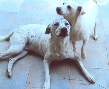 <b>INSEPARABILI </b>e dolcissimi ecco a voi Billy e Puffi 