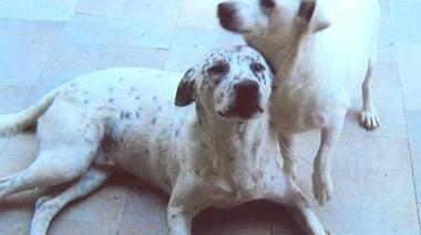 <b>INSEPARABILI </b>e dolcissimi ecco a voi Billy e Puffi