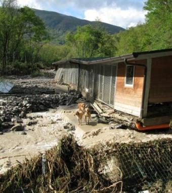 Alcuni dei cani superstiti nella struttura di Mulazzo gestita dalla Comunit&agrave; montana 
