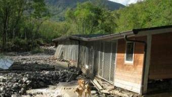 Alcuni dei cani superstiti nella struttura di Mulazzo gestita dalla Comunità montana