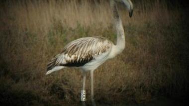 Fenicotteri all'oasi Wwf da tutto il Mediterraneo