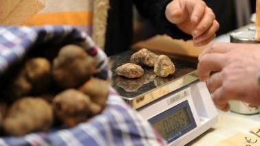 Tartufo bianco sulla bilancia per stabilire il prezzo di vendita