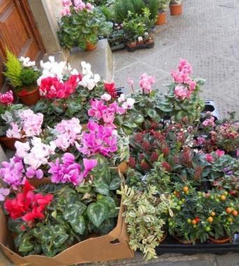 Fiori in vendita in una bottega 