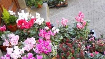 Fiori in vendita in una bottega