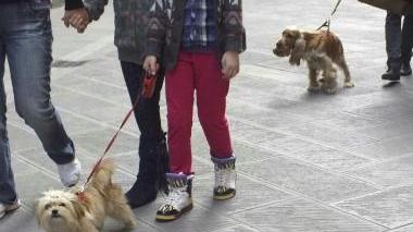L’assessore Eligi e cani a passeggio in corso Italia