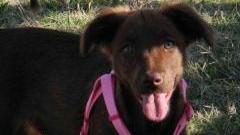 SOS ANIMALI