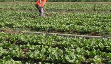 Orti etici: ex detenuti ed ex tossicodipendenti impegnati in un'azienda agricola