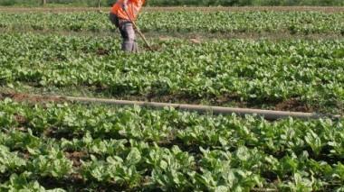 Orti etici: ex detenuti ed ex tossicodipendenti impegnati in un'azienda agricola