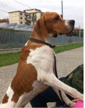 Appello per Pepe scomparso martedì