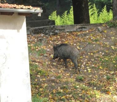 Il cinghiale dentro lex Maeba 